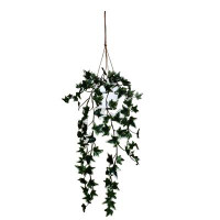 Primrue 26" Holland Ivy Plant Hanging In White Pot