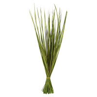 Vickerman Vickerman 28-32" Basil Wild Flax Grass. Comes in 12oz (3 -4 oz Bundles), Dried