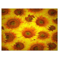 Design Art 'Sunflower Heads Decorative Background' Graphic Art on Wrapped Canvas