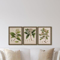 Charlton Home Plants II by Mendez - 3 Piece Picture Frame Graphic Art Print Set on Paper