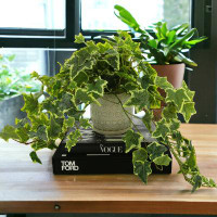 Primrue 14'' Faux Ivy Plant in Ceramic Pot