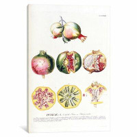 East Urban Home Trew's Plantae Selectae Series 'Punicae (Pomegranate)' Graphic Art Print on Canvas