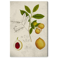 August Grove Food and Cuisine Peach Plant Tree Traditional Green Canvas Wall Art Print