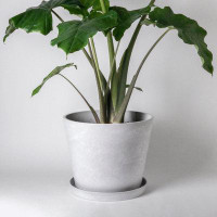 Kanso Designs Plastic Pot Plant