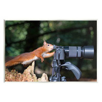 Stupell Industries Funny Squirrel Photographer Wall Plaque Art by Julie Hunt