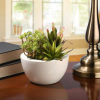 Primrue Succulent Desk Top Plant in Pot