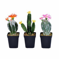 Brayden Studio 3 Artificial Cactus Plant in Pot Set