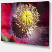 Design Art 'Colourful Opium Poppy Flower Photo' Photographic Print on Wrapped Canvas