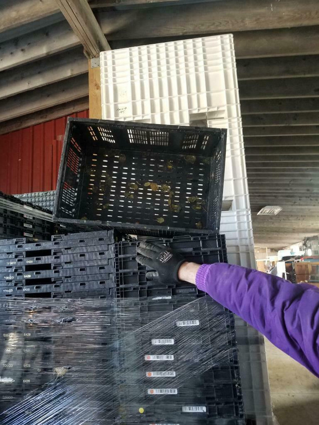 Collapsible/ Folding  Plastic Totes + Trays Starting + Seedling Trays in Storage Containers in Toronto (GTA)