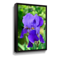 Latitude Run® Iris In Bloom By Kathy Yates Gallery Wrapped Floater-Framed Canvas