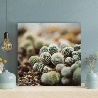 Foundry Select Green Cactus Plant In Close Up Photography 36 - 1 Piece Square Graphic Art Print On Wrapped Canvas