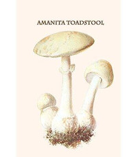 Buyenlarge 'Amanita Toadstool' by Edmund Michael Graphic Art