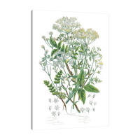 Jaxson Rea Wild Apple Portfolio Flowering Plants I by Wild Apple Portfolio - Wrapped Canvas Print