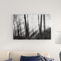 Made in Canada - Alcott Hill 'Mystical Forest & Sunbeams' by Monte Nagler Photographic Print on Canvas