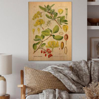 August Grove Vintage Plant Life II - Traditional Wood Wall Art - Natural Pine Wood
