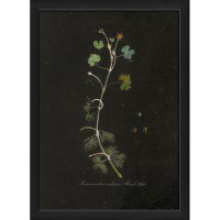 August Grove Ranunculus Radians Vintage Plant Study Framed Graphic Art