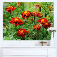 Design Art 'Blooming Red Marigold Flowers' Photographic Print Multi-Piece Image on Wrapped Canvas