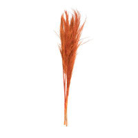 Vickerman Vickerman 46" Dried Orange Pampas Grass 6 pack. It includes two stems. Recommended for Indoor.