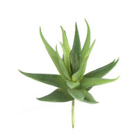 Primrue Beautiful 6.5" Aloe Succulents, 24 Piece Bundle - Perfect For Home Décor, Garden Planting, And Diy Terrarium Cra