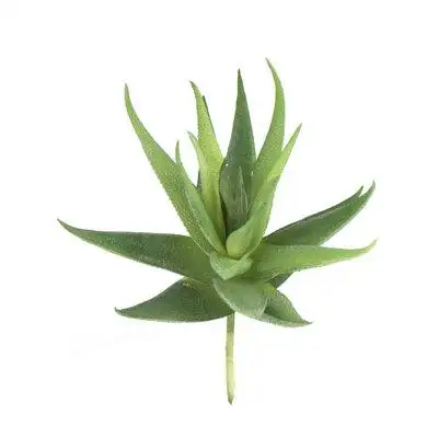 Primrue 6.5" Tall Succulents Plant