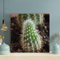 Foundry Select Green Cactus Plant In Brown Soil - 1 Piece Square Graphic Art Print On Wrapped Canvas