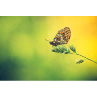 Ebern Designs Vintage Photo Of Beautiful Butterfly Sitting On Plant by - Wrapped Canvas Photograph