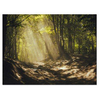 Design Art Sun Rays Through Green Trees - Wrapped Canvas Photograph Print