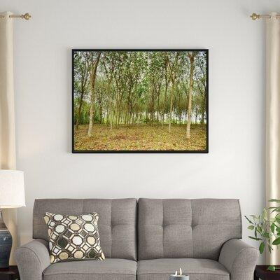 East Urban Home 'Rubber Tree Plantation During Midday' Framed Photographic Print on Wrapped Canvas in Plants, Fertilizer & Soil