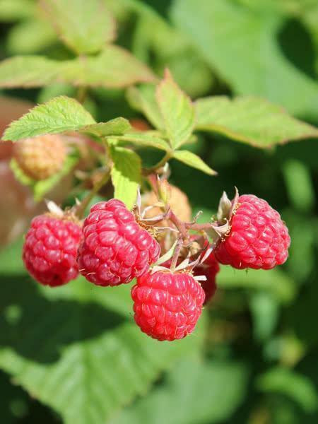 Saskatoon &amp; Raspberries Seedlings for Sale Starting at $2.99 in Plants, Fertilizer & Soil in Alberta - Image 3