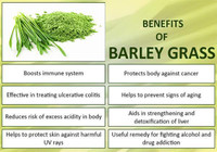 Barley Grass Juice Can Prevent Various Diseases • Powerful Antioxidant • Help Body Kill Cancer Cells • Other Ailments