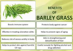 Barley Grass Juice Can Prevent Various Diseases • Powerful Antioxidant • Help Body Kill Cancer Cells • Other Ailments Canada Preview