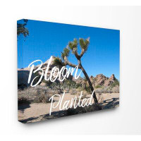 Stupell Industries Bloom Where You're Planted Joshua Tree Graphic Art Print