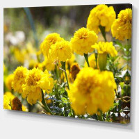 Made in Canada - Design Art Bright Yellow Marigold Flowers - Wrapped Canvas Photograph Print