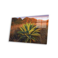 Dakota Fields Agave Plants And Chisos Mountains Seen From Chisos Basin, Chihuahuan Desert Print On Acrylic Glass
