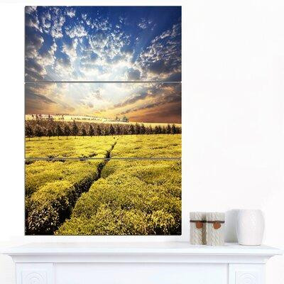 Made in Canada - Design Art 'Tea Plantation under Cloudy Sky' 3 Piece Photographic Print on Wrapped Canvas Set in Plants, Fertilizer & Soil
