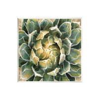 Stupell Industries Stupell Industries Leafy Succulent Plant Nature Wall Plaque Art By Lindsay Benson-au-736