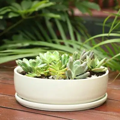 Ebern Designs 10 Inch Succulent Pot Planter