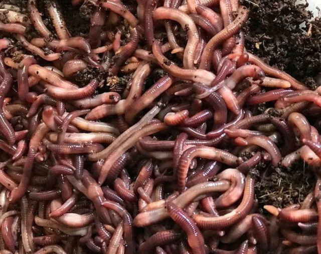 Red Wigglers, ANC (African) ,ENC (Euro), and FREE SHIPPING ! Save 33% on worms when combined any vermicomposter ! in Plants, Fertilizer & Soil