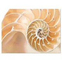 Design Art Brown Nautilus Shell Pattern - Wrapped Canvas Graphic Art Print