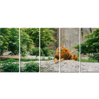 Made in Canada - Design Art 'Big Lion Lying on Stones in Zoo' Photographic Print Multi-Piece Image on Canvas