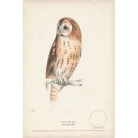 Loon Peak Tawny Owl