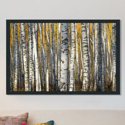 Made in Canada - Picture Perfect International "Birch Trees" Framed Photographic Print in Arts & Collectibles