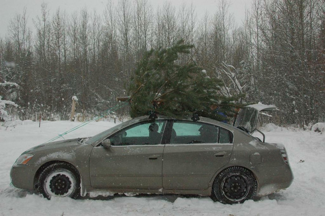U-Cut Christmas Trees. $15/foot Scots Pine and Colorado Spruce.  Have an adventure in a Winter Wonderland. Make a Memory in Holiday, Event & Seasonal in Edmonton - Image 4