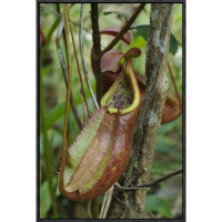 East Urban Home 'Pitcher Plant Pitcher, Newly Described Species, Surat Thani, Thailand' Framed Photographic Print