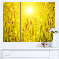 Made in Canada - Design Art 'Yellow Grass Flower at Sunset' 3 Piece Photographic Print on Wrapped Canvas Set