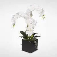 Orren Ellis Phalaenopsis Silk Orchids Floral Arrangement in Planter