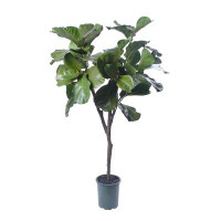 Gracie Oaks Ayleth Artificial Flowers and Plants Fiddle Leaf Fig Tree in Pot