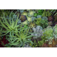 Dakota Fields Miniature Succulent Plants, Garden In Tray, Fullframe by Enrouteksm - Print