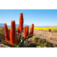 Hokku Designs Aloe Ferox Plant