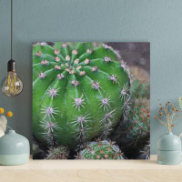 Foundry Select Green Cactus Plant 39 - 1 Piece Square Graphic Art Print On Wrapped Canvas